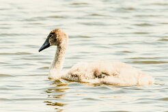 Cygne tuberculé_7D1_3338 null
