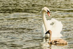 Cygne tuberculé_7D1_3341 null