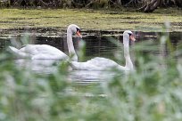 Cygne tuberculé Lac du Der