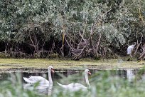 Cygne tuberculé Lac du Der