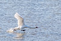 Cygne tuberculé Cygne tuberculé