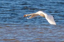 Cygne tuberculé Cygne tuberculé