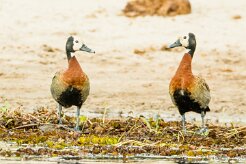 White-faced Whistling Duck (Dendrocygne veuf)_7D2_0603 null