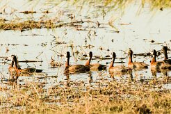 White-faced Whistling Duck (Dendrocygne veuf)_x737A3732-2 null
