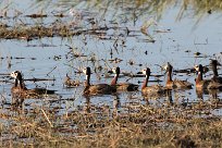 White-faced Whistling Duck (Dendrocygne veuf) White-faced Whistling Duck (Dendrocygne veuf)