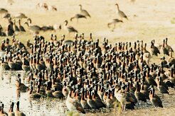 White-faced Whistling Duck (Dendrocygne veuf)_x737A5230-2 null