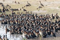 White-faced Whistling Duck (Dendrocygne veuf) White-faced Whistling Duck (Dendrocygne veuf)