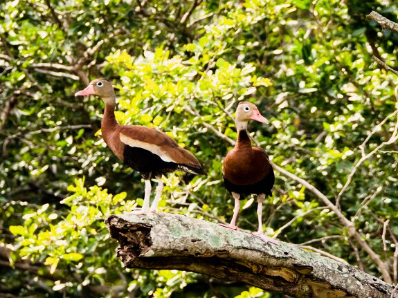 Dendrocygne à ventre noir