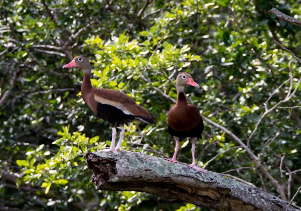 Dendrocygne à ventre noir