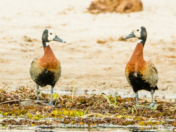 Dendrocygne veuf