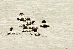 Eider à duvet_056_9301 null