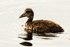 Eider à duvet_072_9449 null