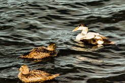 Eider à duvet_095_9569 null