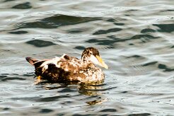 Eider à duvet_096_9571 null