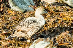 Eider à duvet_098_9575 null