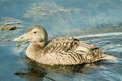 Eider à duvet_142_0154 null