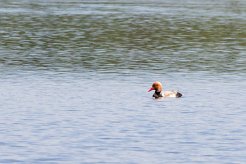 Nette rousse Brenne