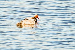 Nette rousse_240607_6641-2 null