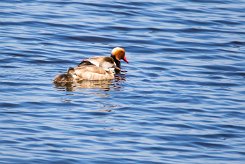 Nette rousse Brenne