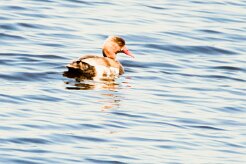 Nette rousse_240607_6645-2 null