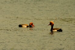 nette_rousse_02-2 null