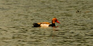nette_rousse_03-2 null