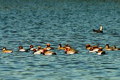nette_rousse_12-2 null