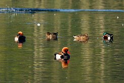 nette_rousse_15-2 null
