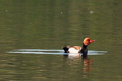 nette_rousse_16-2 null