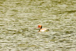 nette_rousse_21-2 null