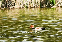 nette_rousse_24-2 null