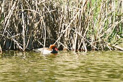 nette_rousse_28-2 null