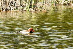 nette_rousse_29-2 null