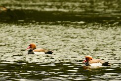 nette_rousse_30-2 null