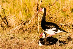 Spur-winged Goose (Oie armée de Gambie)_x737A3737 null
