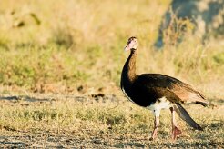 Spur-winged Goose (Oie-armée de Gambie)_7D2_1685 null