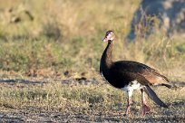 Spur-winged Goose (Oie-armée de Gambie) Savuti_Marsh