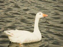 oie_blanche_01-2 null