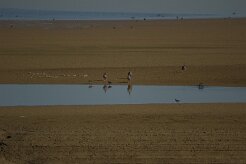 Oie cendrée_737A6760-2 null