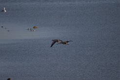 Oie cendrée_737A7207-2 null