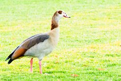 Egyptian Goose (Ouette d' Égypte)_737A3153-2 null