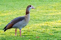 Egyptian Goose (Ouette d' Égypte) Du côté d'Omaruru