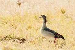 Egyptian Goose (Ouetted 'Egypte)_7D2_1089 null