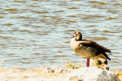 Egyptian goose (Ouette d'Egypte)-737A9695-2 null