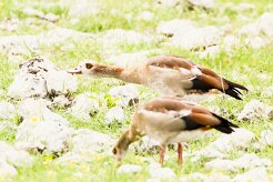 Egyptian goose (Ouette d'Egypte)_737A5032 null