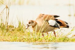 Egyptian goose (Ouette d'Egypte)_7D2_0624 null