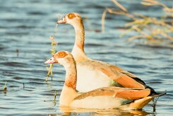 Egyptian goose (Ouette d'Egypte)_7D2_0812 null