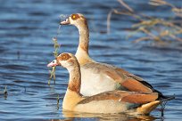 Egyptian goose (Ouette d'Egypte) Chobe River