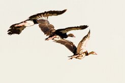 Egyptian goose (Ouette d'Egypte)_7D2_2769 null