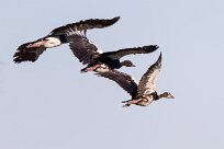 Egyptian goose (Ouette d'Egypte) Chief Island